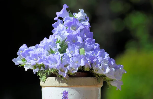 Flores Sino Azul Campanula Uma Panela Bellflowers — Fotografia de Stock