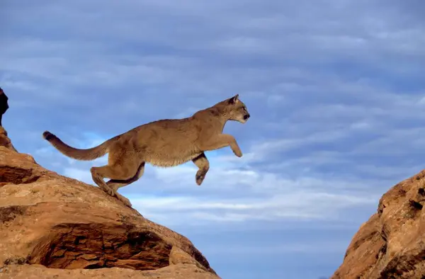 Cougar Cougar Concolor Cougar Felis Concolor Rock Leaping — Stock Photo, Image