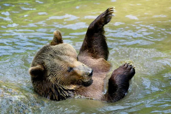 Urso Castanho Ursus Arctos Jovem Espirrando Água Tendo Banho Urso — Fotografia de Stock