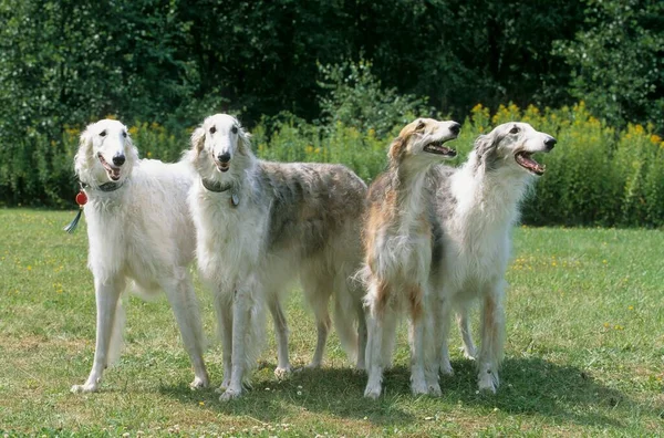 Rus Greyhound Borzoi Four Russkaya Psovaya Borzaya Fci Standard 193 — Stok fotoğraf