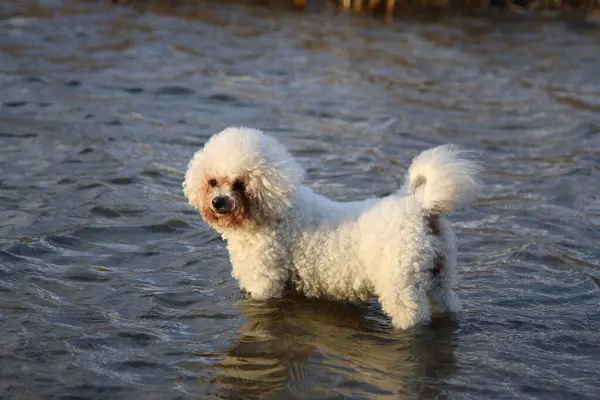 Close View Bichon Frise Stands Water — Stock Photo, Image