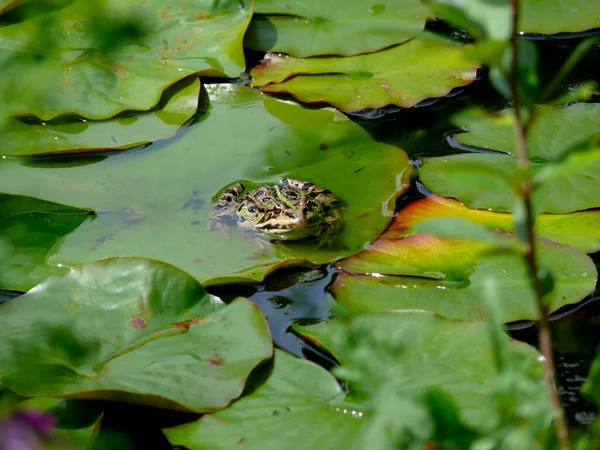 睡莲池塘里的水蛙在百合花垫上等待着 — 图库照片