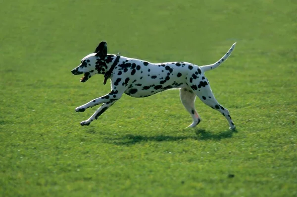 Dalmatian Running Lawn — Stock Photo, Image