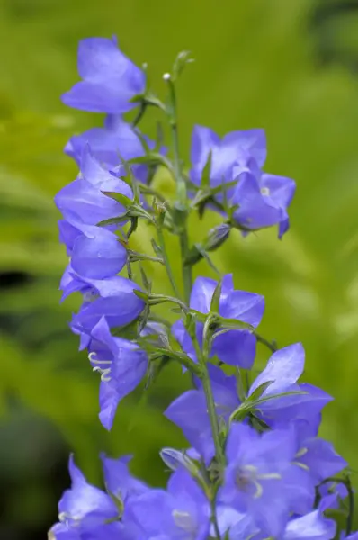 Bahçede Mavi Çan Çiçeği Campanula Mavi Çan Çiçeği Persicfolia — Stok fotoğraf