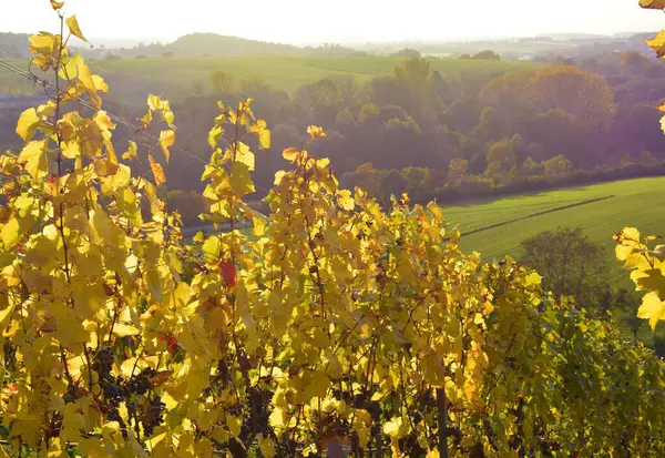 秋のクルンバッハのカラフルなブドウ畑 黄色い葉を持つブドウの赤いブドウ クラチガウ地方 — ストック写真
