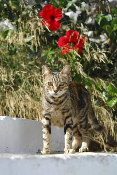 Kot Domowy Brązowy Pręgowany Stojący Stopniu Tinos Island Cyklady Grecja — Zdjęcie stockowe