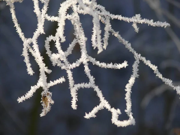 Branch Hoarfrost Winter — Stock Photo, Image