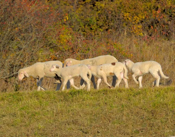 Paisagem Suábia Alb Rebanho Ovelhas Outono Pastoreio Cordeiros Grupo Cordeiros — Fotografia de Stock
