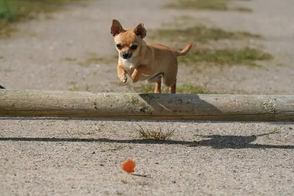 Chihuahua Meses Edad Salta Sobre Pequeño Obstáculo —  Fotos de Stock