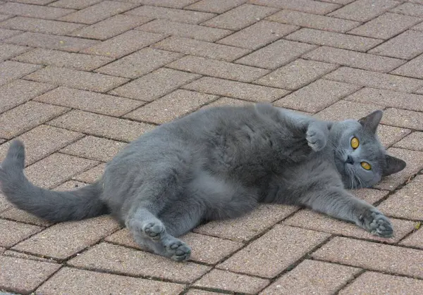 Brytyjski Kot Leżący Podłodze — Zdjęcie stockowe