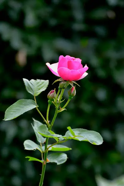 Rosa Rosa Floreciente Floreciendo Jardín —  Fotos de Stock