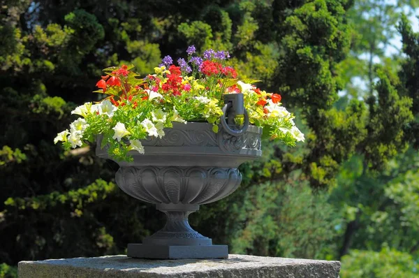 Lake Constance Island Mainau Various Flowers Vessel Flower Bowl Flower — Stock Photo, Image