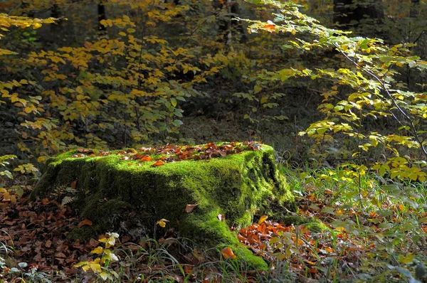 Maulbronn Yakınlarında Yaprağı Olan Eski Bir Ağaç Kütüğü — Stok fotoğraf