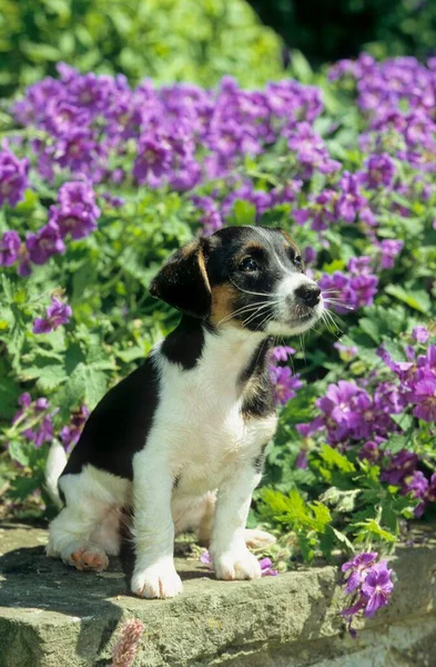 Jack Russell Terrier Tygodni — Zdjęcie stockowe