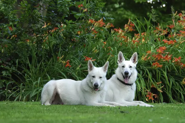 Two White Swiss Shepherds, side by side in front of the orange flowers of daylilies, Berger Blanc Suisse, FCI Standard No. 347 (provisional), two White Swiss Shepherds, side by side in front of the orange flowers of daylilies, old breed book