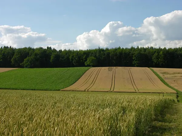 昼間の熟した穀物畑の景観 — ストック写真