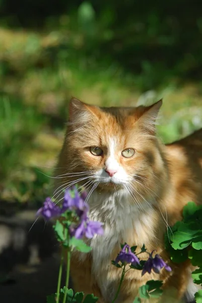 Huiskat Rode Tabby Met Wit Peering Door Bloesems Portret Kat — Stockfoto