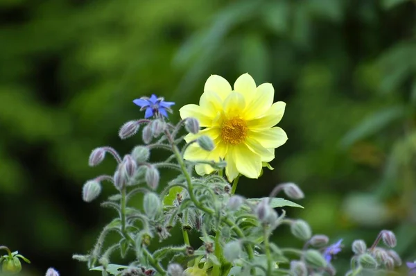 Dahlia Borage Flowering Garden — Stock Photo, Image