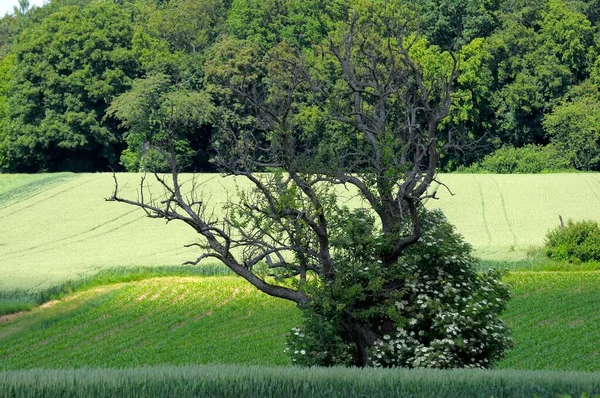 Dode Perenboom Met Vlier Bloeiend Aan Rand Van Het Bos — Stockfoto