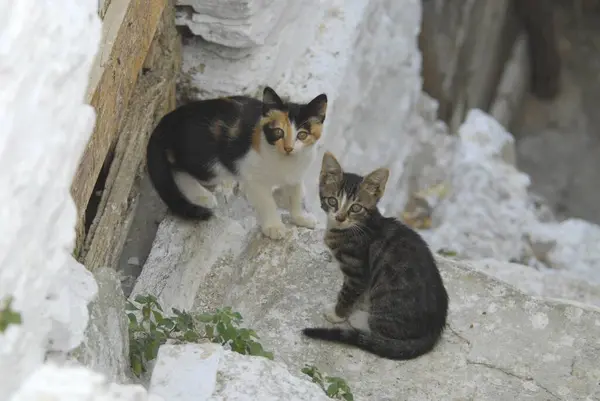ティノス島 キクラデス ギリシャ 二つの子猫の横に横たわる2人の若い家畜は サイクラデス ギリシャ 非プリーツリーの野生の猫 フェリスシルベストリス グナス ヨーロッパ — ストック写真