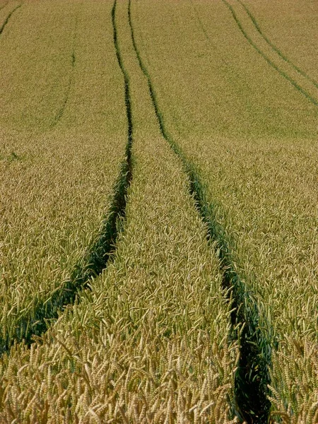 Wheat Field Tractor Tracks — Stock Photo, Image