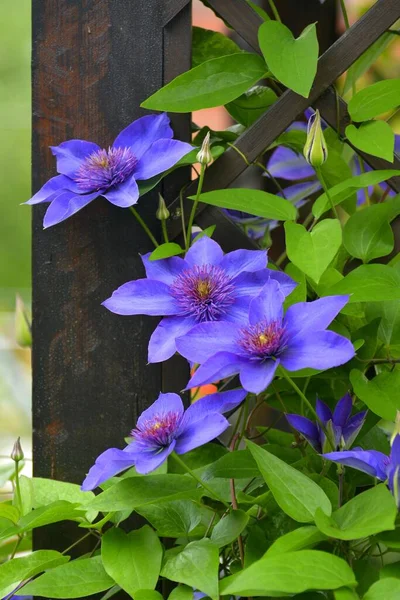 Clematis Niebieski Kwitnienie Ogrodzie Ramie Wspinaczkowej — Zdjęcie stockowe