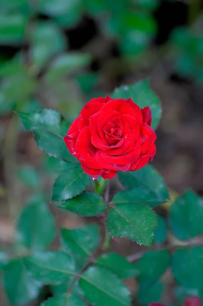 Czerwony Kwiat Róży Szlachetnej Ogród Różany Oberderdingen — Zdjęcie stockowe