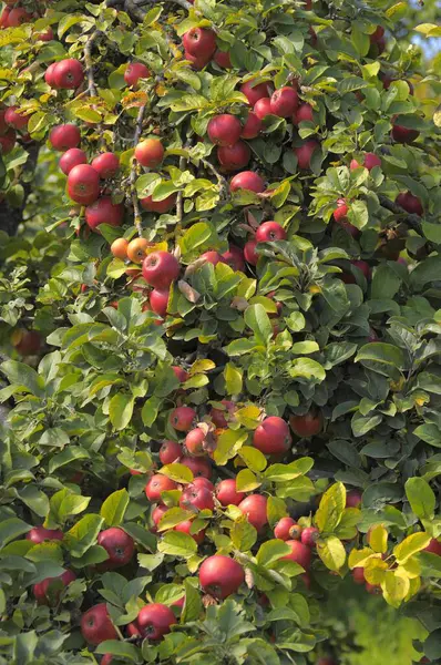 Manzanas Maduras Árbol Jardín Vista Diurna —  Fotos de Stock