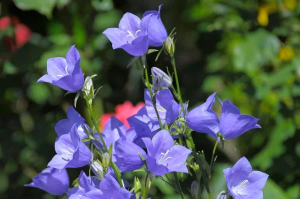 Yazın Çiçek Bahçesi Bahçede Mavi Çan Çiçekleri — Stok fotoğraf