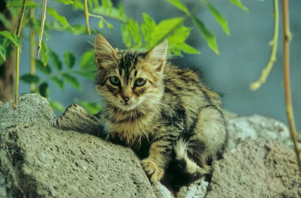 Mladé Pestrobarevné Kotě Sedící Kamenných Skalách — Stock fotografie