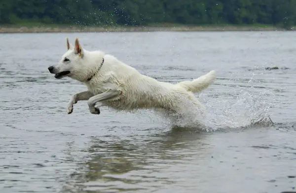 White Shepherd Dog Jumps Water — Stock Photo, Image