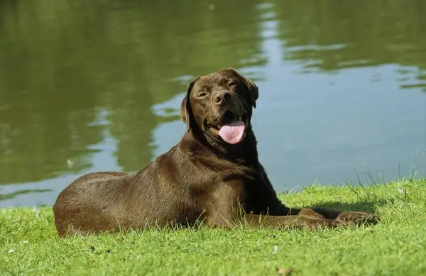 Brown Labrador Chokladbrun Labrador Retriever Fci Standard 122 Vatten — Stockfoto