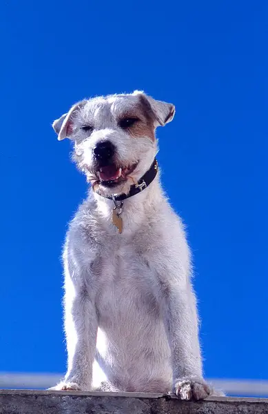 Pastor Jack Russell Terrier Perro — Foto de Stock