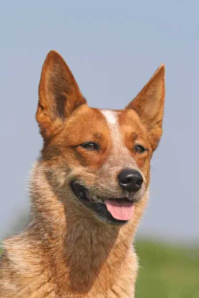 Αυστραλιανό Σκυλί Βοοειδών Πορτρέτο Κεφάλι Πυροβόλησε — Φωτογραφία Αρχείου
