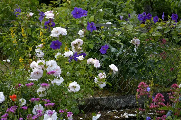 Цветы Проволочной Сетке — стоковое фото