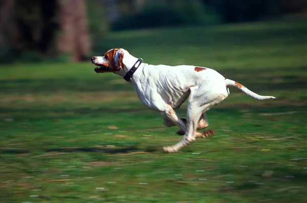 Close View White Dog Running Park — Stock Photo, Image