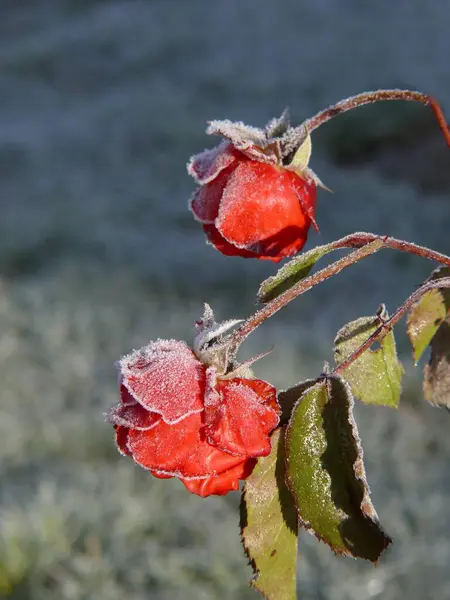 Одинокий Красный Саду Хвойный Розовый Саду — стоковое фото