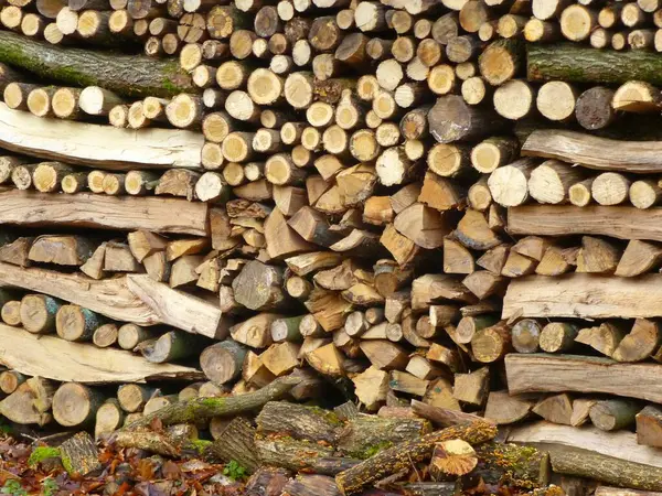 Maulbronn Firewood Store Forest — Stock Photo, Image