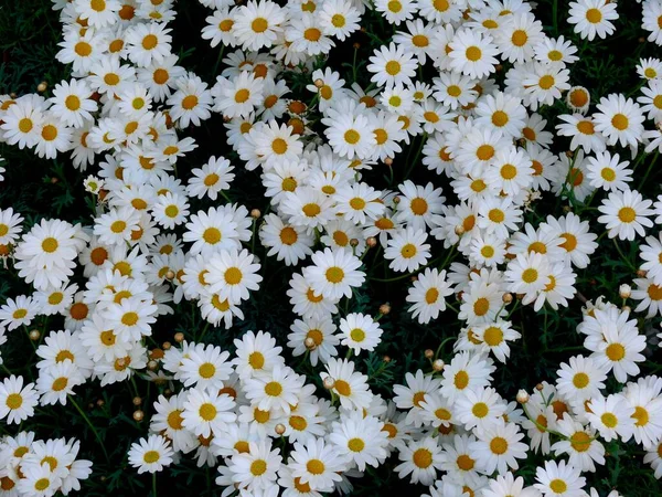 Prästkragar Som Blommar Trädgården — Stockfoto