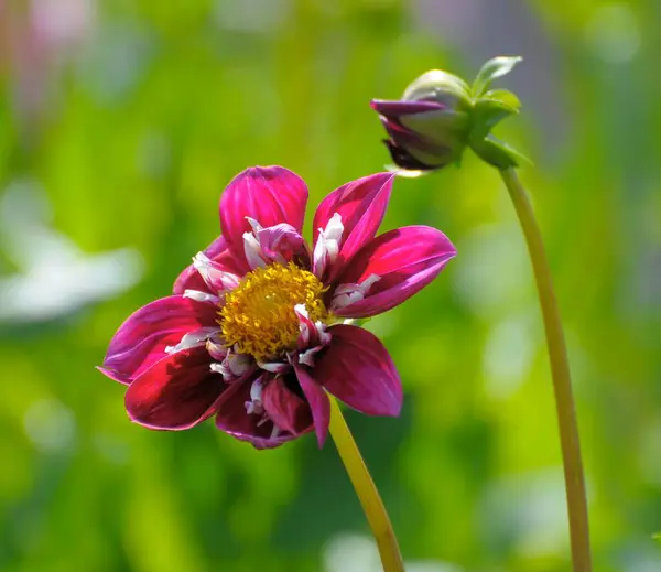 Dahlia Floraison Unique Dans Jardin — Photo
