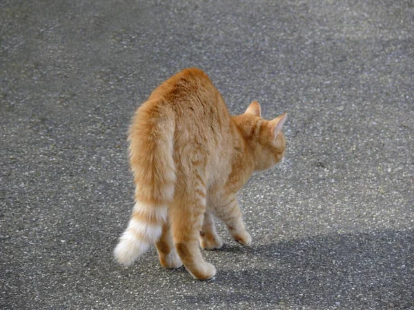 Červená Domácí Kočka Číhající — Stock fotografie