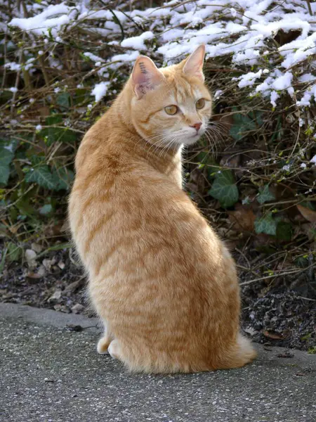 Czerwony Kot Domowy Czai Się — Zdjęcie stockowe