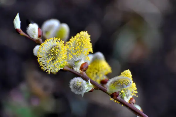 Виллоу Ива Цветет Весной Виллоу Кэткин — стоковое фото