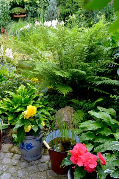 정원에 가장자리 — 스톡 사진