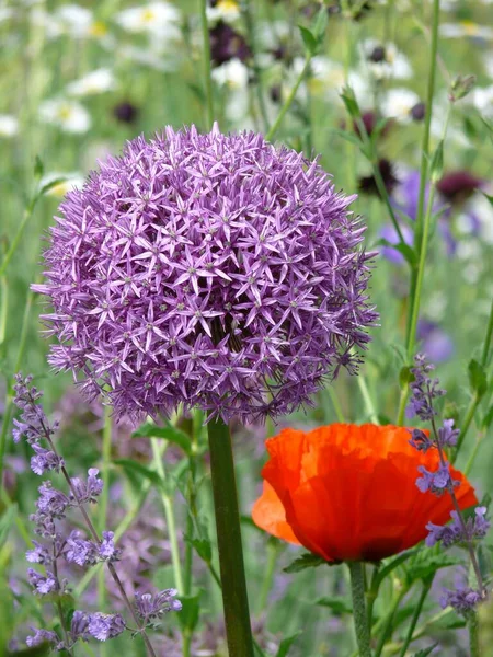 Riesen Globus Lauch Blüht Garten Persische Zwiebel Allium Christophii — Stockfoto