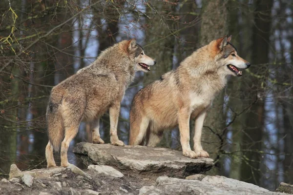 Twee Grijze Wolven Canis Lupus Die Een Steen Staan — Stockfoto