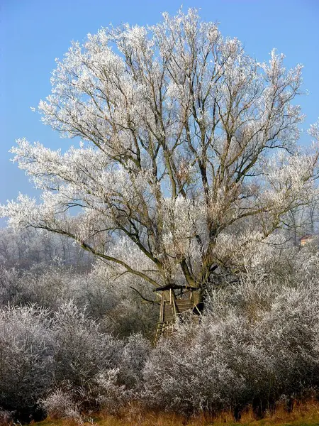 Prima Înghețare Ramurile Copacilor Peisaje Iarnă — Fotografie, imagine de stoc