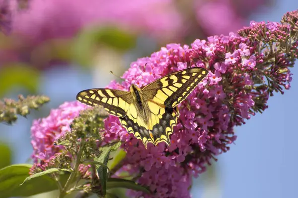 Butterfly Bush Summer Lilac Butterfly Bush Lilac Spear Swallowtail Papilio — Stock Photo, Image