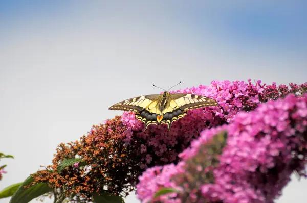 Swallowtail Butterfly Butterfly Bush Summer Lilac — Stock Photo, Image