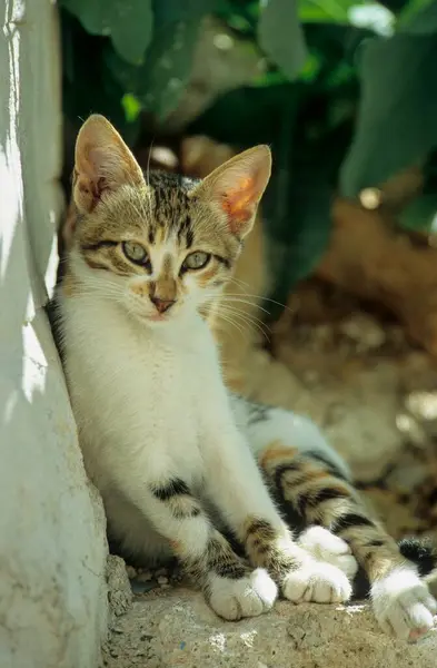 Tabby Kot Domowy Symi Grecja Europa — Zdjęcie stockowe